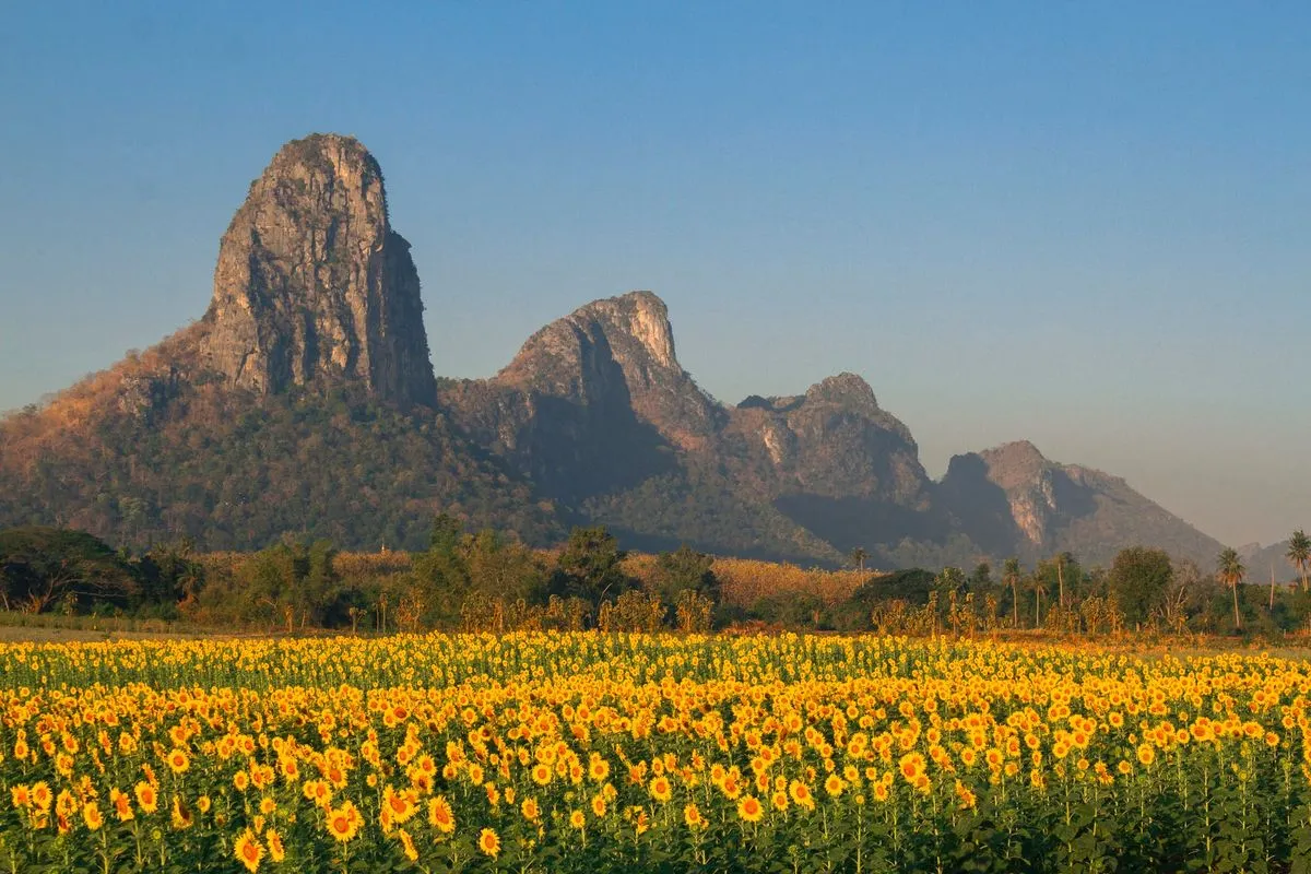 ทุ่งทานตะวัน เขาจีนแล